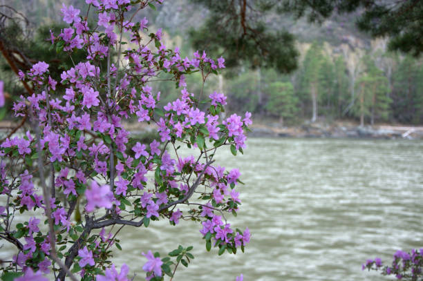 istock Acacia blooming against the backdrop of a fast-moving mountain river. 1156633186
