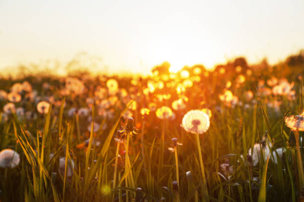 istock Field of dandelion in sunset 1156635057