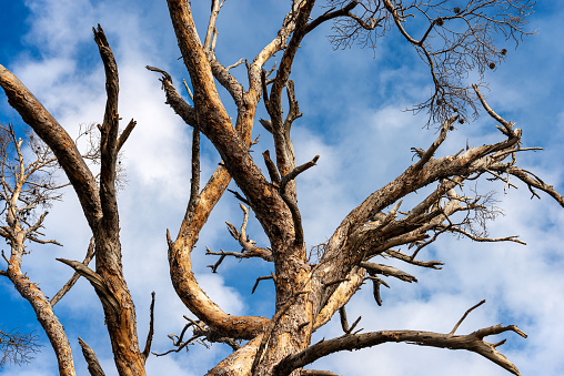 Close-up of an old dead maritime pine on blue sky with clouds, Liguria, Italy, Europe, Mediterranean region