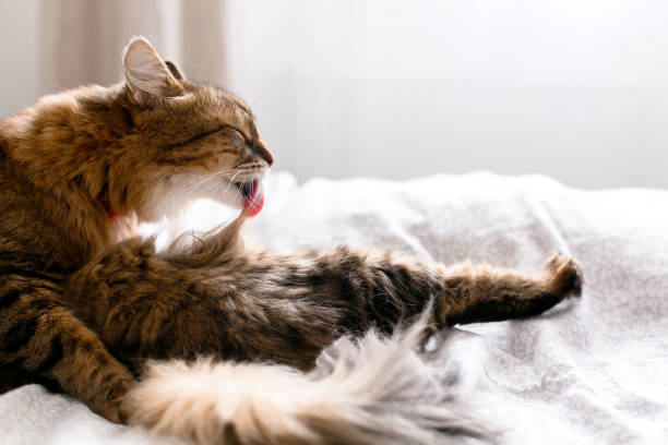 Maine coon cat grooming and lying on white bed in sunny bright stylish room. Cute cat with green eyes and with funny adorable emotions licking and cleaning fur. Space for text stock photo