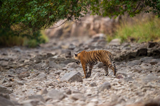 一隻雌性老虎在拉姆甘加河床上行走,在岩石上行走,在印度烏塔拉坎德的科貝特國家公園進行領土標記 - jim corbett national park 個照片及圖片檔