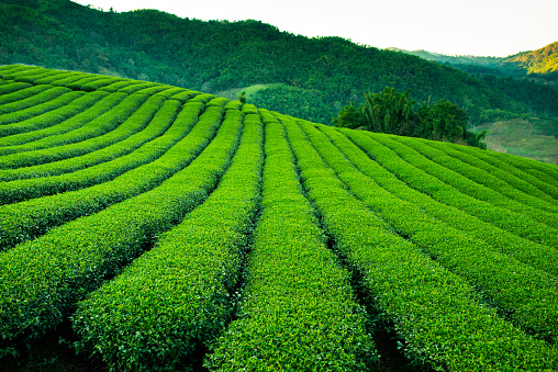 tea plantation on the mountainside in Asia