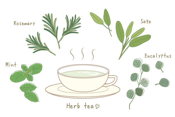 травяной чайный набор / горячий чай и чашка - green tea tea scented mint stock illustrations