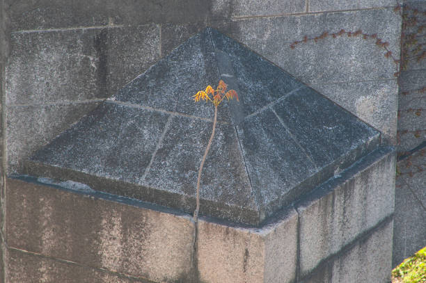 istock Plants that grow from stone buildings 1156639017