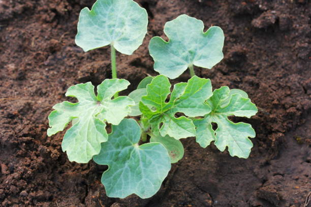 young watermelon seedlings growing on the vegetable bed stock photo