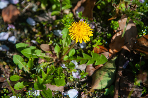 Scattered cherry petals and dandelion flowers