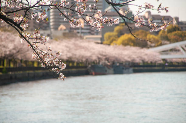 istock Cherry blossoms along the river in Osaka 1156641640