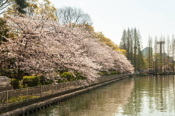 istock Cherry blossoms in full bloom along the river 1156641643