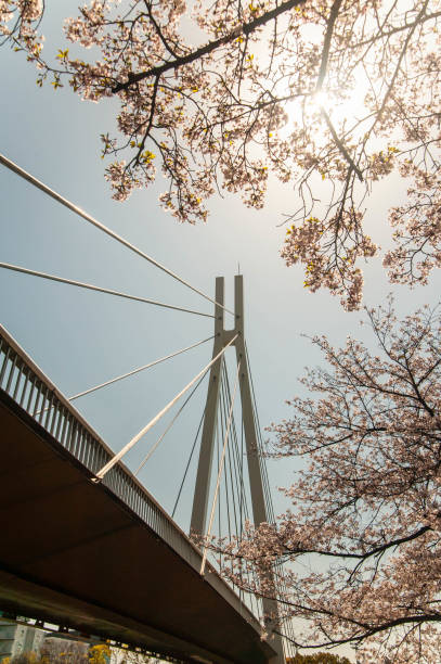 istock Blue sky, suspension bridge and cherry blossoms in full bloom 1156641682