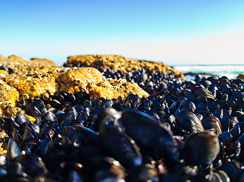 Masses of mussels exposed by the tide in a coastal rock pool.