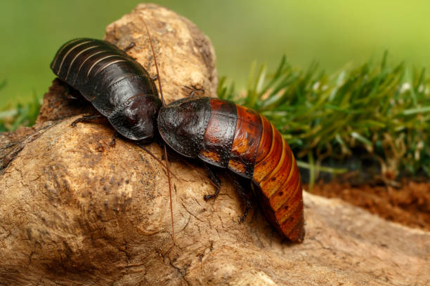 plan rapproché deux grands cafards de sifflement de madagascar sur le hic sur le fond vert d'herbe. - cockroach hissing ugliness insect photos et images de collection