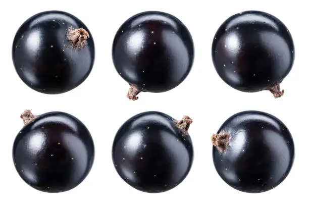 Photo of Black currant isolate. Top view. Clipping path.