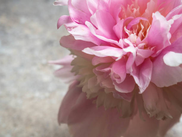 istock fresh bright blooming peon flower, close up 1156645804