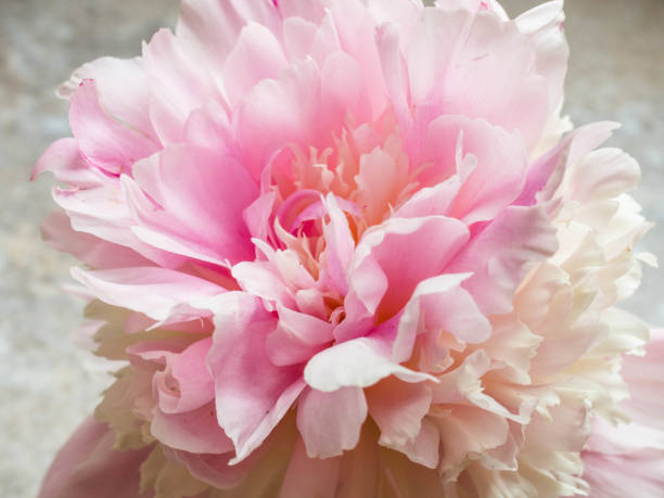 istock Beautiful pink peony flower close up 1156645854