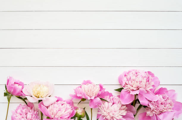 istock Pink peonies on wooden background. Copy space, top view. 1156646480
