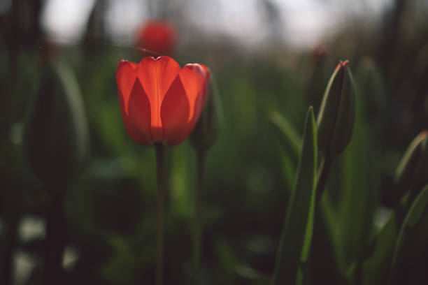 istock Close-Up Of Red Tulip On Field 1156647236