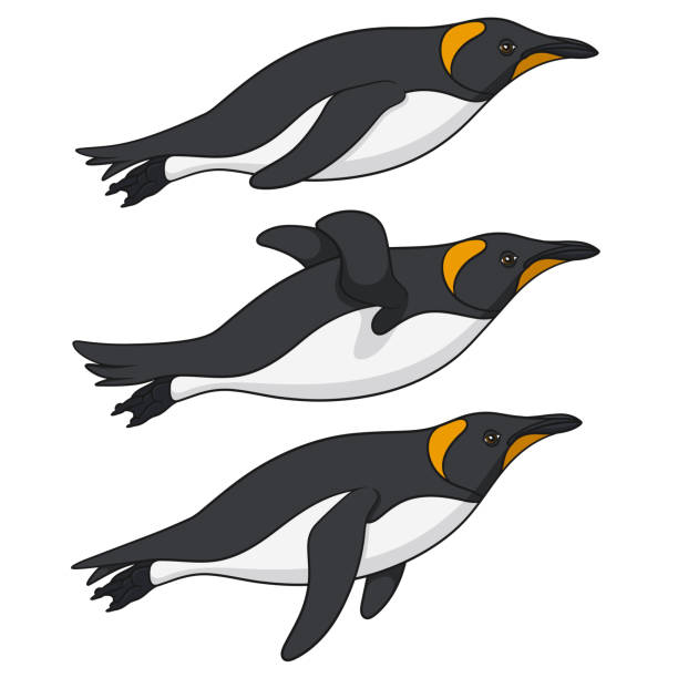 ilustrações de stock, clip art, desenhos animados e ícones de set of color illustrations with penguins swimming in the water. isolated vector objects. - penguin animal white background king penguin