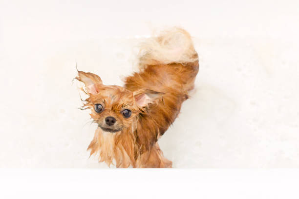 istock small dog pomeranian puppy taking a bath 1156650556