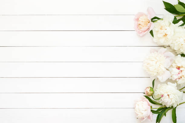 istock White peonies on wooden background. Copy space, top view. 1156651817