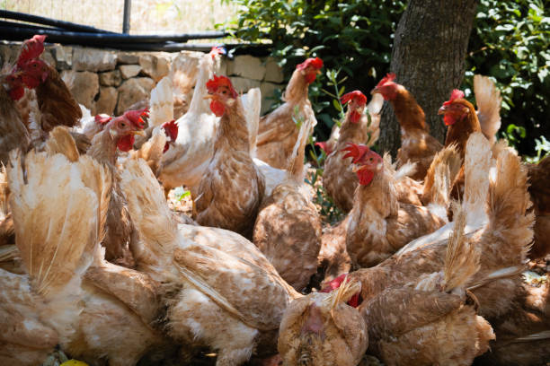 istock freedom of breeding. 1156652096