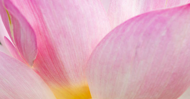 jardins botaniques de bordeaux - water lily pink yellow photos et images de collection