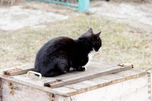 istock a beautiful black cat sitting on a wooden box 1156652575