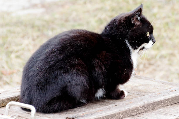 istock a beautiful black cat sitting on a wooden box 1156652826