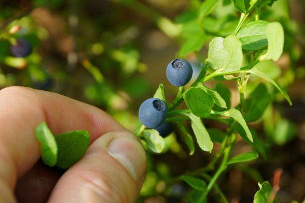 istock fingers hold green branch with blue berries 1156653057