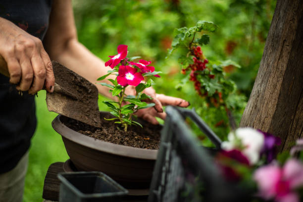 istock Planting flowers 1156654305