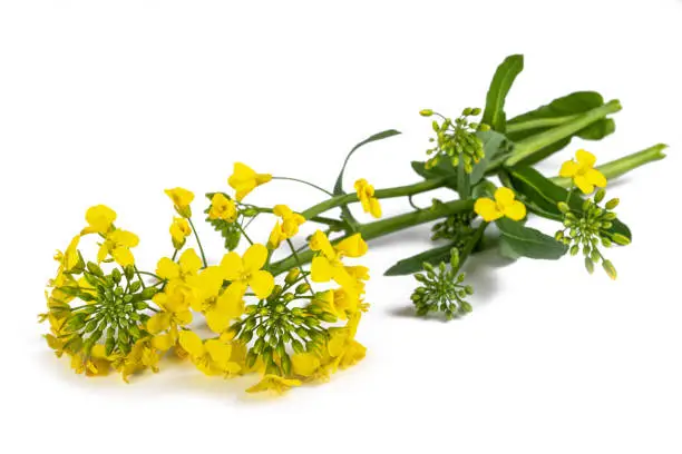 Yellow Wallflowers isolated on white background