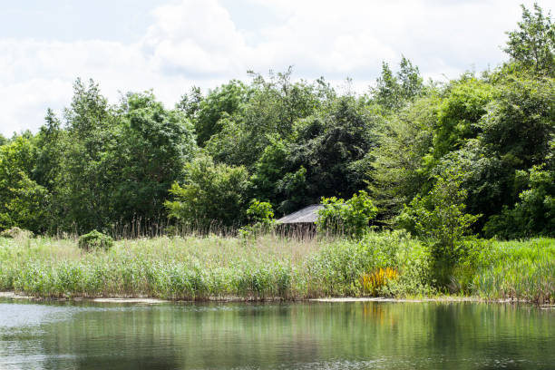 istock Forest Lake with Cottage 1156656032