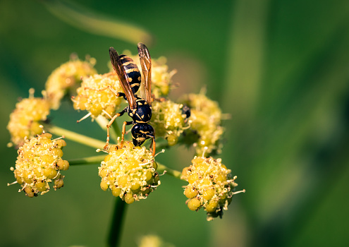 two bees collecting nectar on a yellow flower in the sun. macro photograph of insect fauna in horizontal position. copy space.