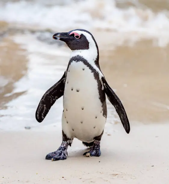 This pic shows Colony of african penguins on rocky beach in South Africa. These penguins lives in their natural habitat in these beaches. The pic is taken in day time and in march 2019.