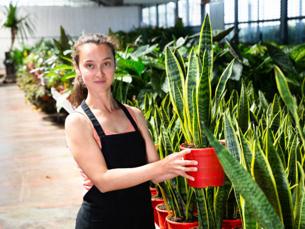 istock Female gardener showing sansevieria laurenti plants 1156658793