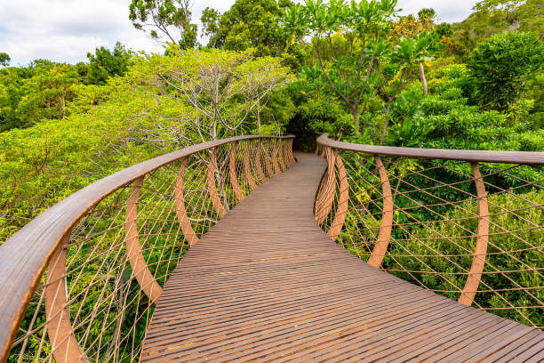 istock Kirstenbosch botanical gardens 1156658819