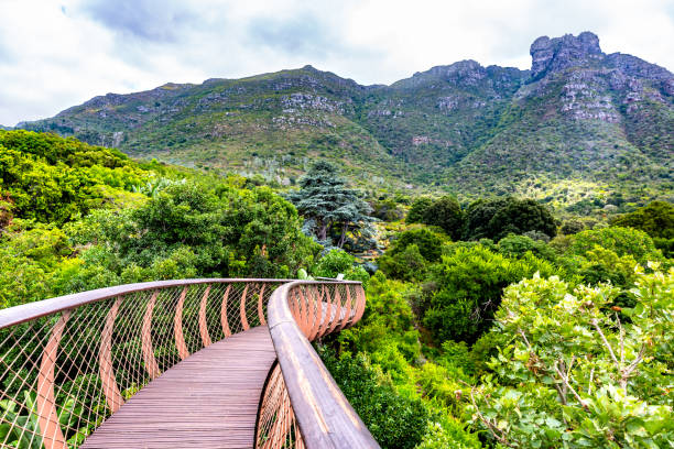 istock Kirstenbosch botanical gardens 1156658820