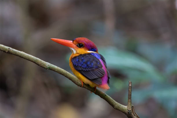 istock Oriental Dwarf Kingfisher Black Backed Kingfisher Ceyx Lacepede 1156658907