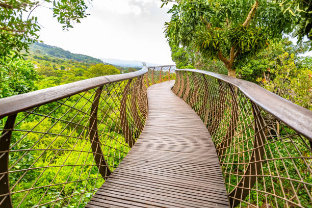 istock Kirstenbosch botanical gardens 1156658914