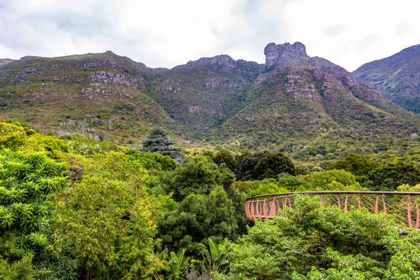 istock Kirstenbosch botanical gardens 1156658921