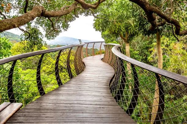 This pic shows Tree canopy walkway in Kirstenbosch Botanical Garden in  Cape Town city.The pic is taken in daytime and in march 2019.