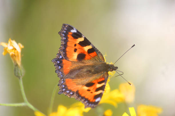 istock butterfly on yellow flowers 1156661123