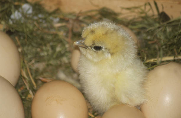 istock little chick white and yellow Moroseta 1156661144