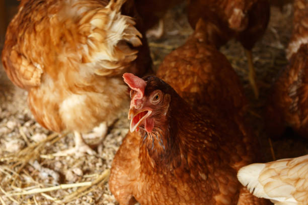 istock hen in henhouse farm. 1156662048