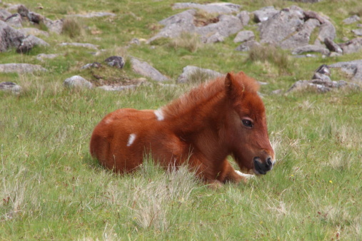 Wild poni Dartmoor potro photo