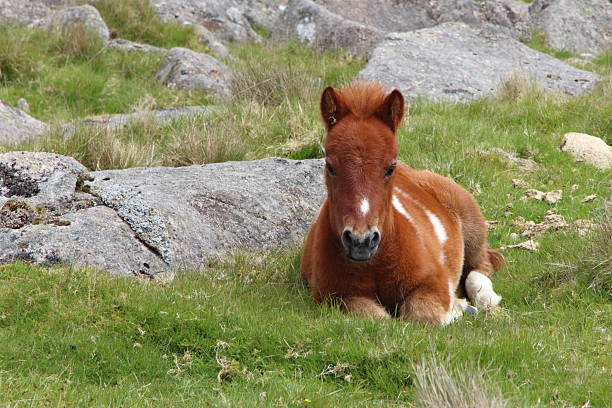 A wild pony standing on the moor