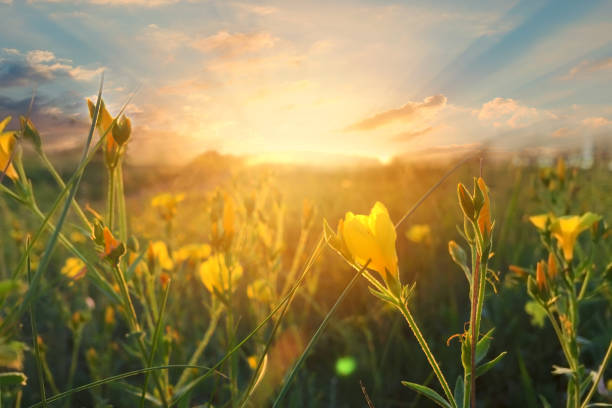 Wild flowers at morning on sunrise background. Sunny dawn in the countryside. soft focus