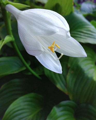 White flower of Hosta Japonica, close up in the garden. Hemerocallis japonica. Vertical Photo.