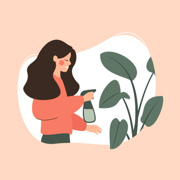 ilustrações, clipart, desenhos animados e ícones de a mulher nova pulveriza a planta verde potted. - greenhouse house built structure green