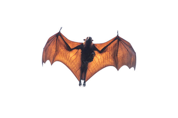 istock Bat flying isolated on white background, Lyle's flying fox 1156664980