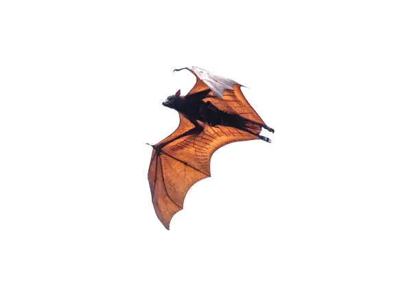 Photo of Bat flying isolated on white background, Lyle's flying fox